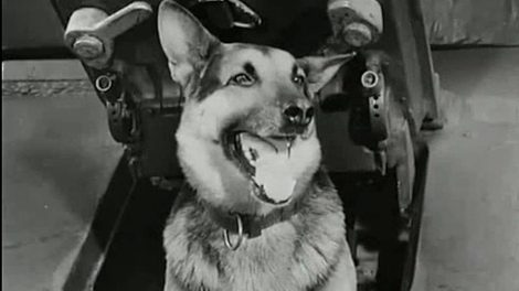 négy páncélos és a kutya lengyel sorozat nyitókép