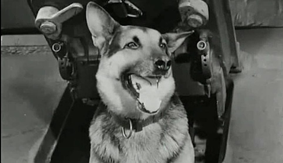 négy páncélos és a kutya lengyel sorozat nyitókép