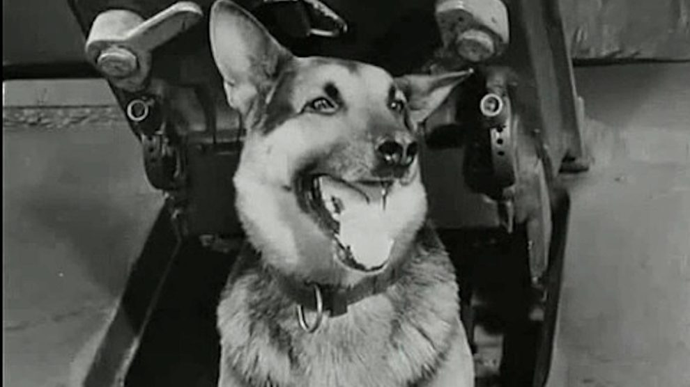 négy páncélos és a kutya lengyel sorozat nyitókép