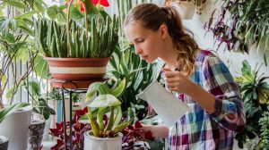 nő gondozza a szoanövényeit