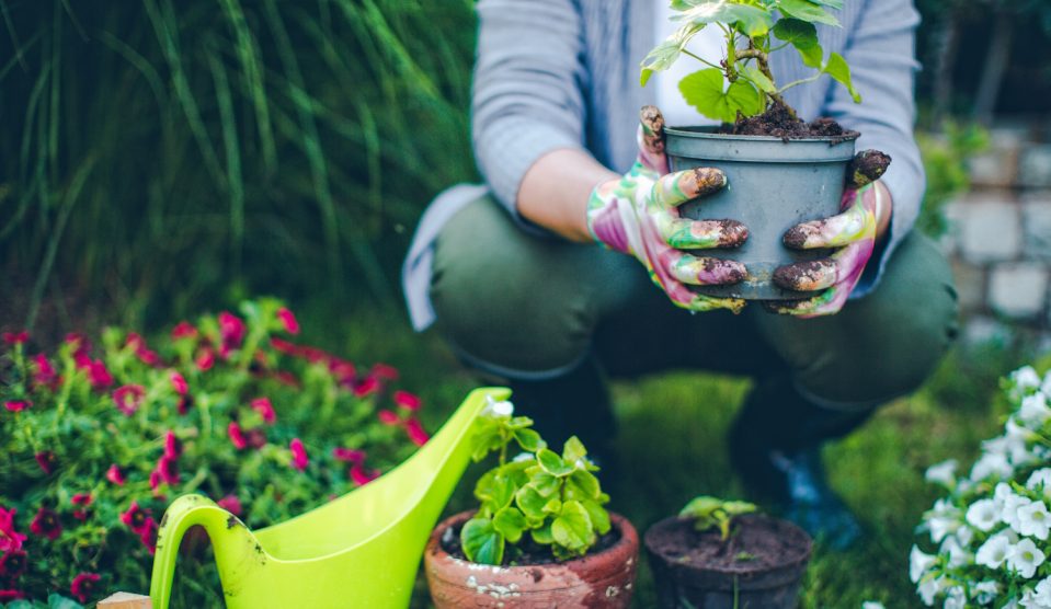 Növyéneket ültet egy nő