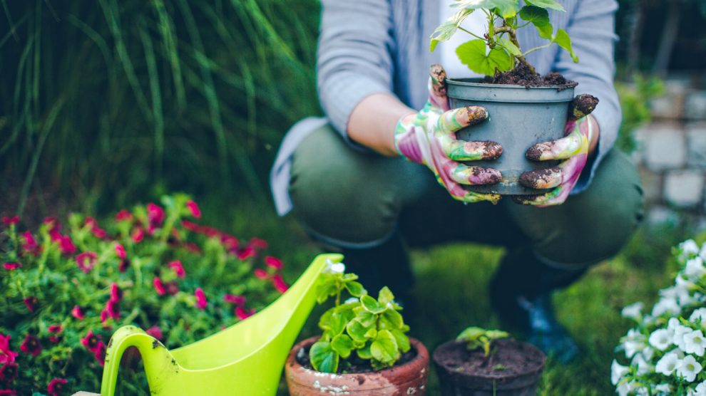 Növyéneket ültet egy nő