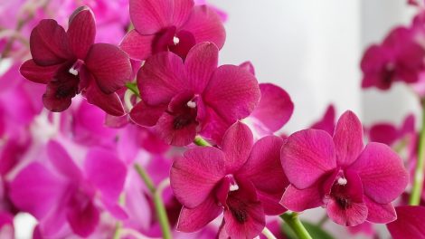 lila orchidea sok virággal