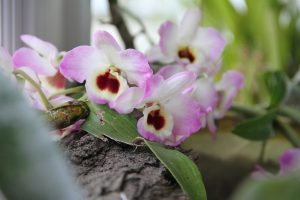 rózsaszín orchidea