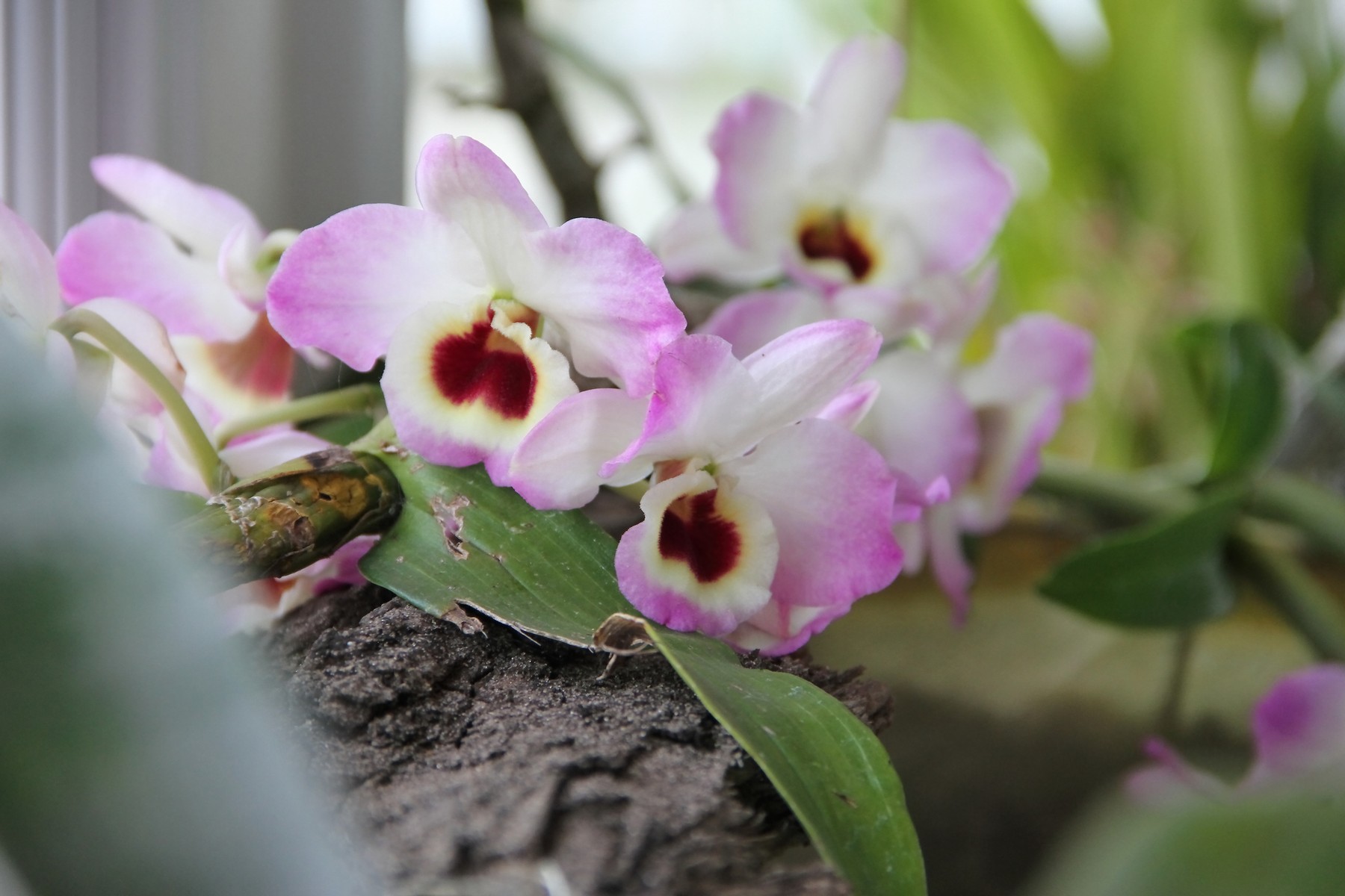 rózsaszín orchidea