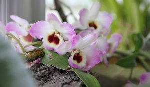 orchidea