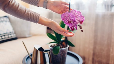 Egy nő gondozza a virágát otthon
