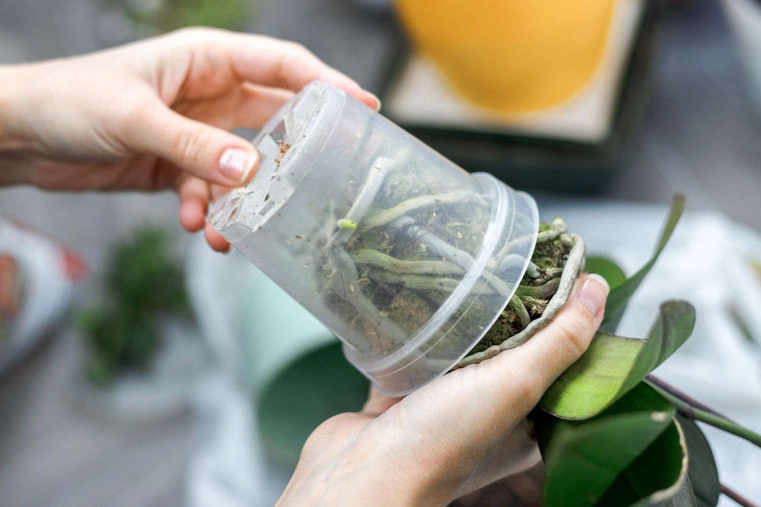 orchidea átültetés