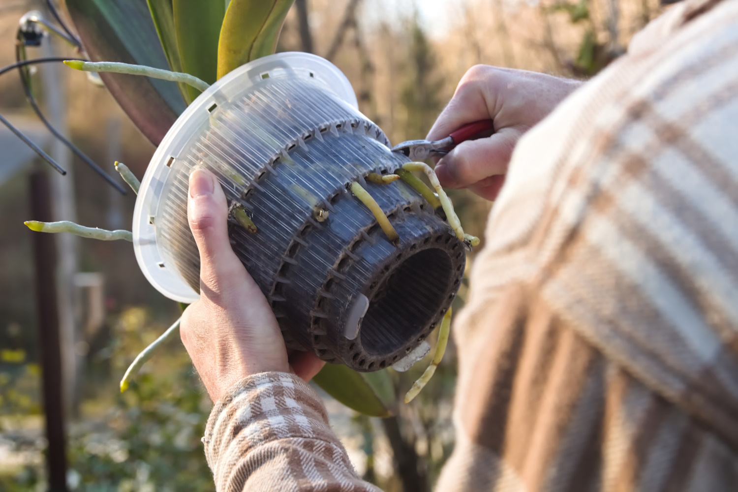 orchidea átültetés