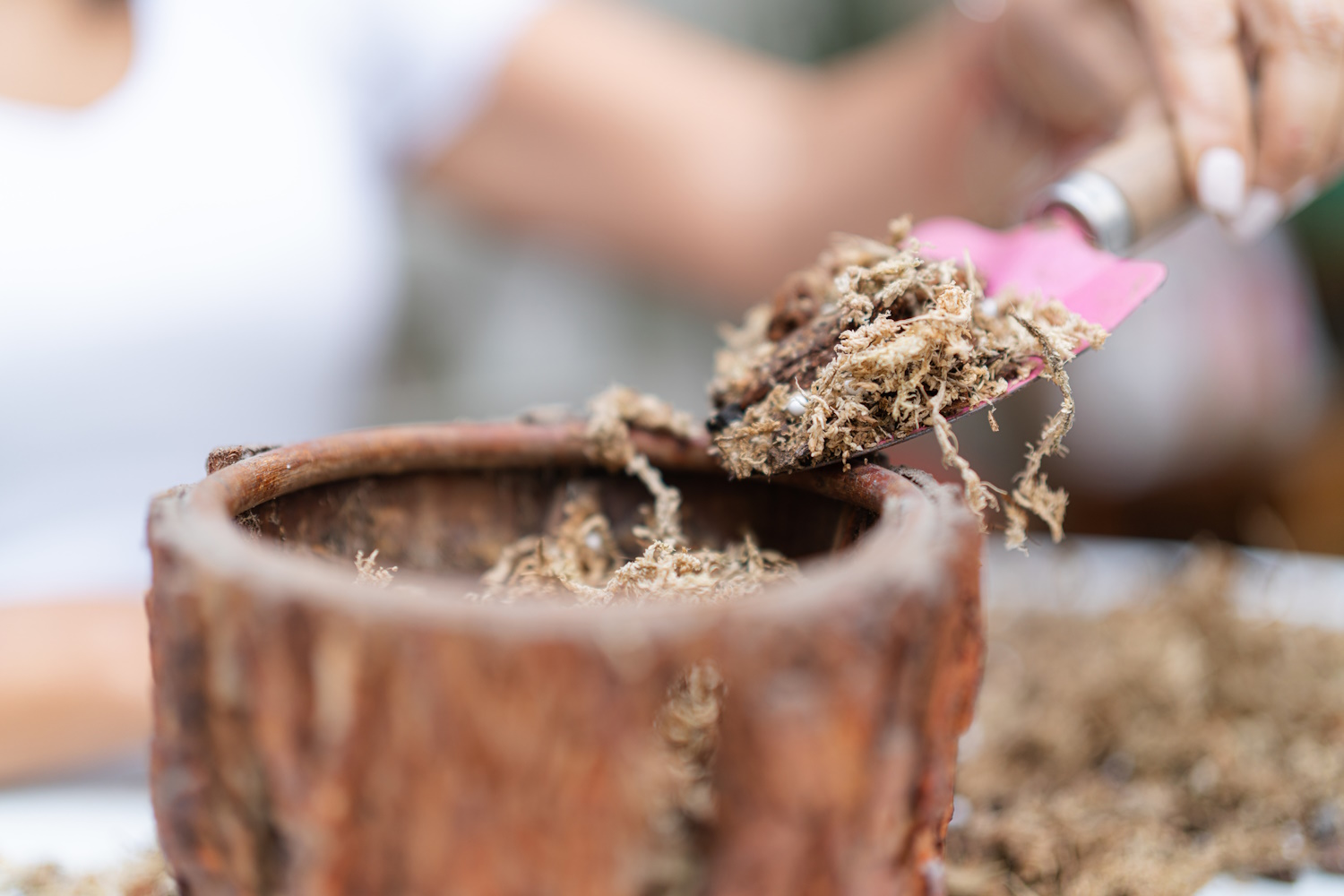 orchidea átültetés