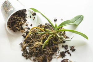 orchidea átültetés