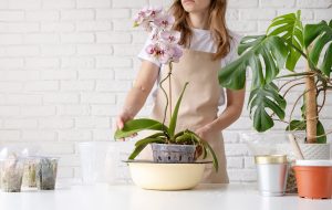 orchidea átültetés