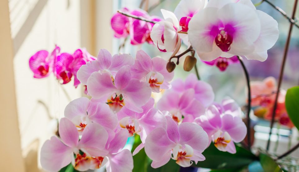gyönyörűen virágzó orchideák a szobaablakban
