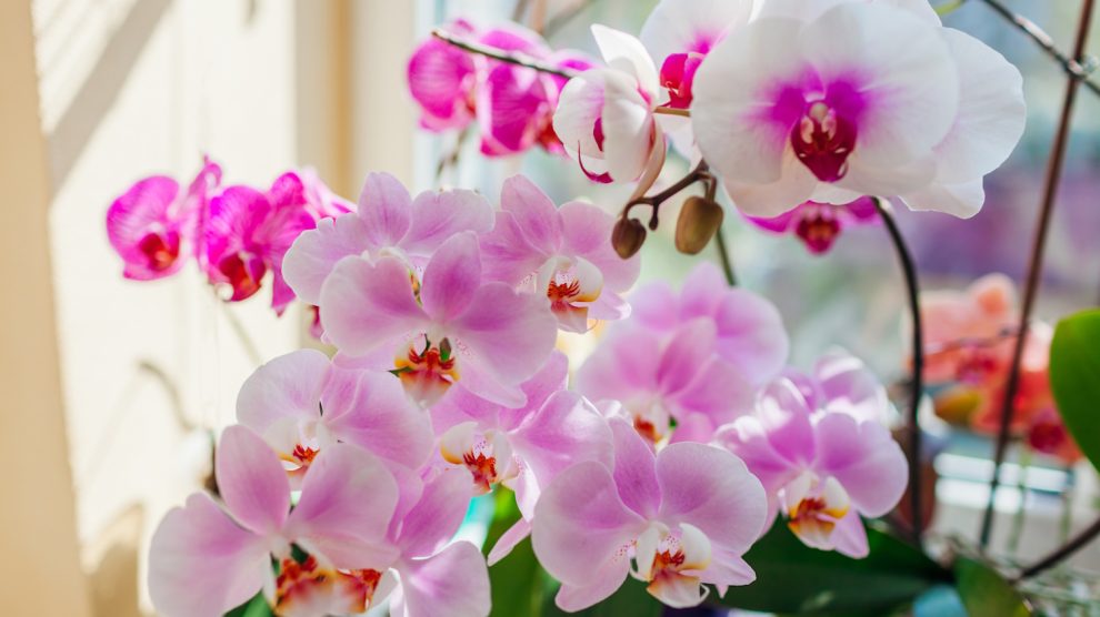 gyönyörűen virágzó orchideák a szobaablakban