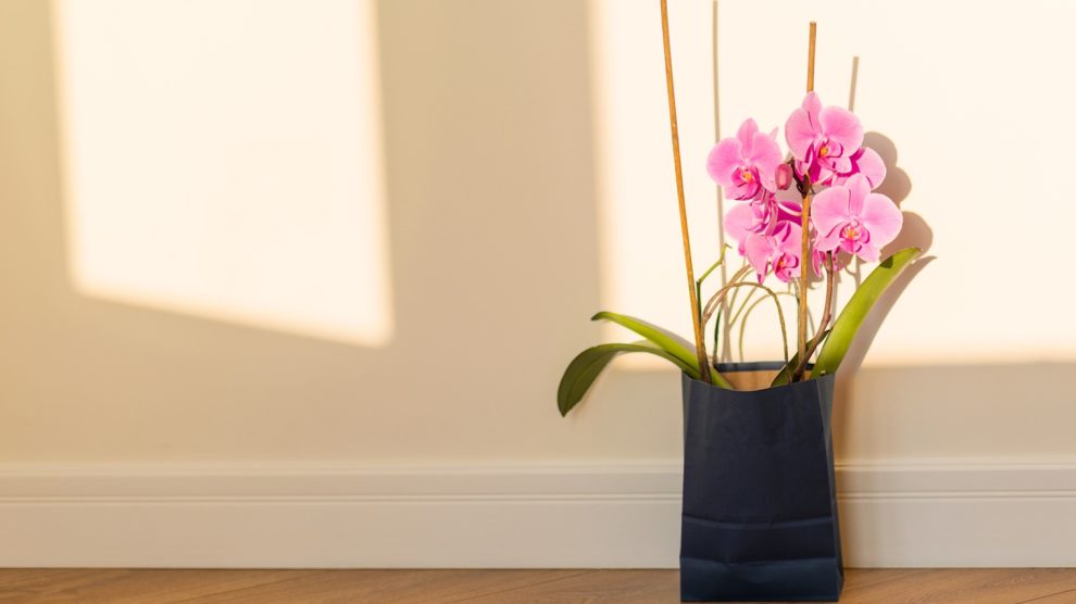 virágzó lila lepkeorchidea a nappaliban