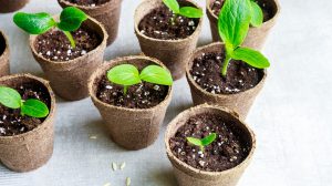 zöldségmagok vetése februárban palánták pohárban