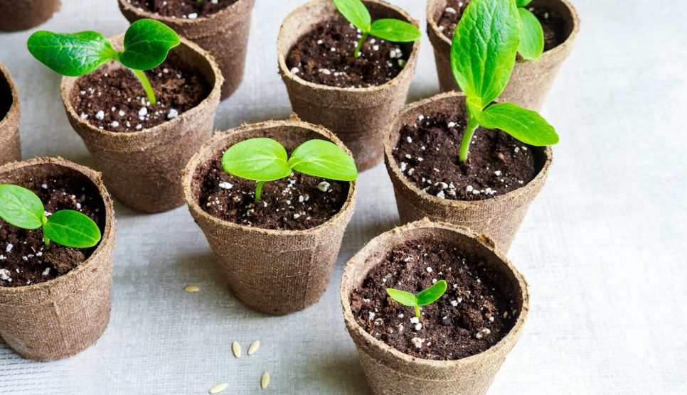 zöldségmagok vetése februárban palánták pohárban