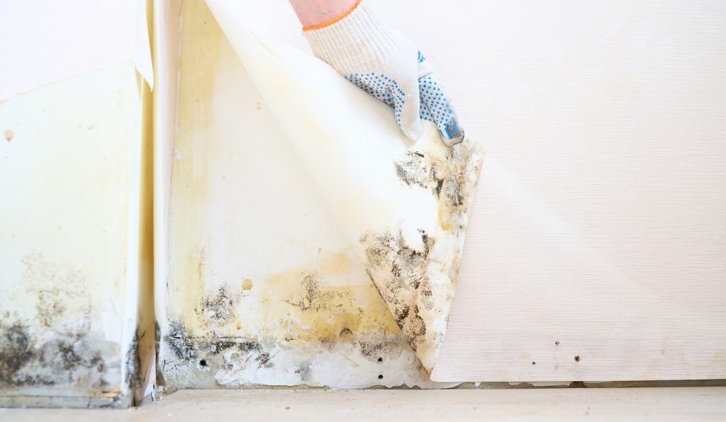 penészes fal a tapéta alatt