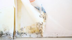 penészes fal a tapéta alatt