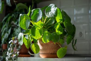 A pénzlevelű pilea kicsinyeket hoz