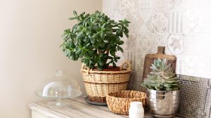 pénzfa jáde pizsgafa elhelyezése a lakásban a feng shui szerint