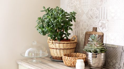 pénzfa jáde pizsgafa elhelyezése a lakásban a feng shui szerint