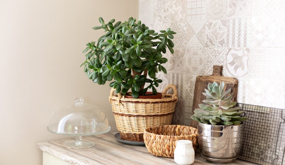 pénzfa jáde pizsgafa elhelyezése a lakásban a feng shui szerint