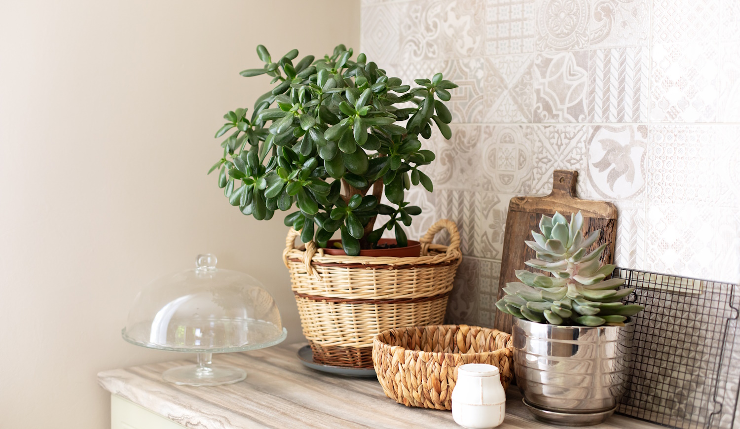 pénzfa jáde pizsgafa elhelyezése a lakásban a feng shui szerint