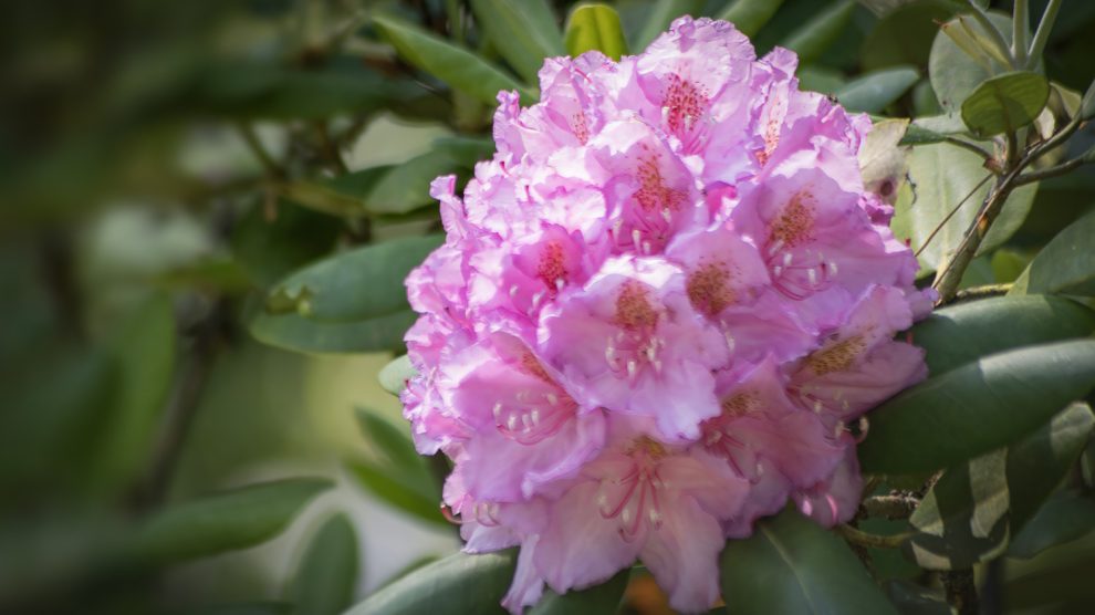 rózsaszín rhododendron virága közelről