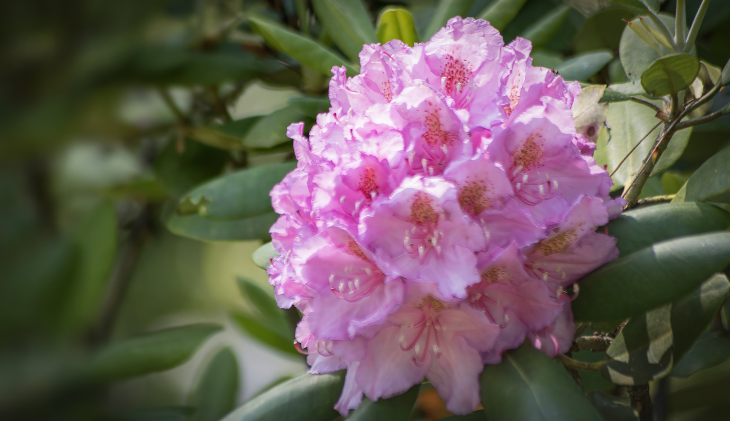 rózsaszín rhododendron virága közelről