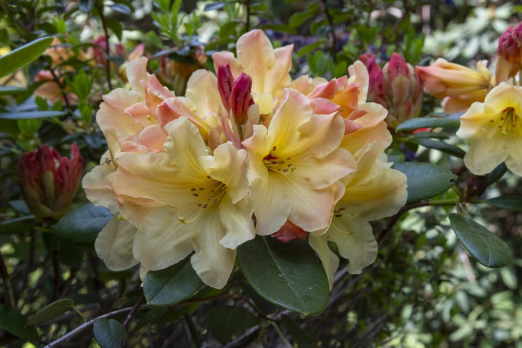 sárga rhododenron virágzása közelről