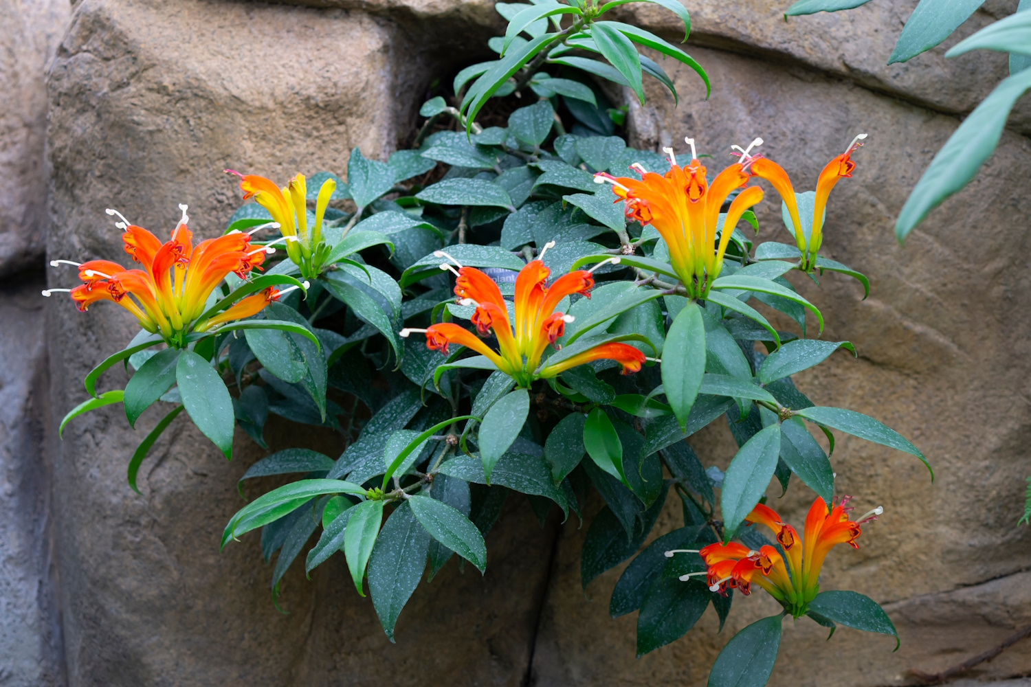 narancssárga rúzsvirág