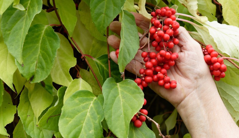 schisandra