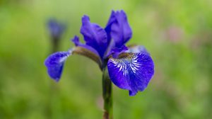 Szibériai nőszirom