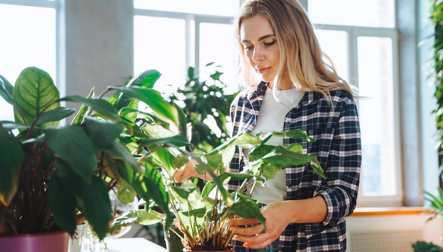 szobanövényeket locsol télen egy nő