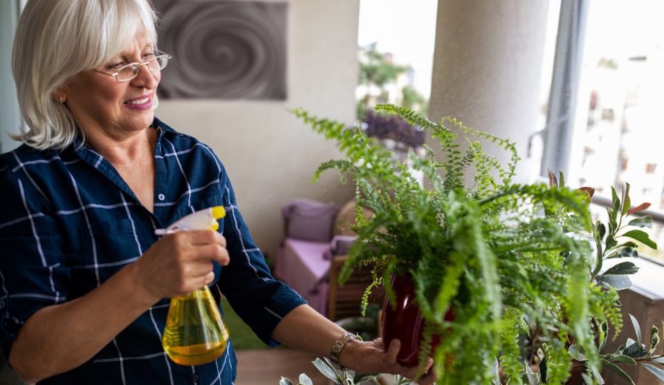 szobapáfrányst spiccel vízzel télen egy idősebb hölgy a szobában