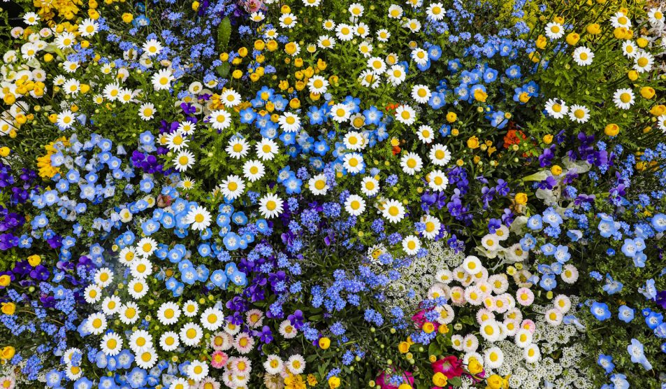 tavaszi virágoskert sok szép virággal