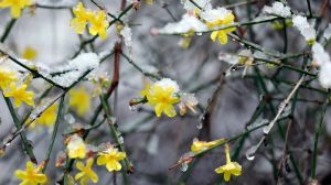 teli jázmin, amit sokan összekevenek az aranyesővel