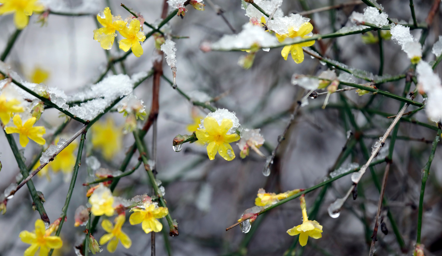 teli jázmin, amit sokan összekevenek az aranyesővel