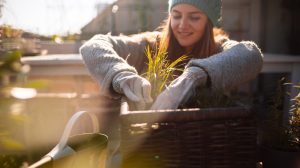 télen a növényeit ápolja és metszi a kertben egy nő