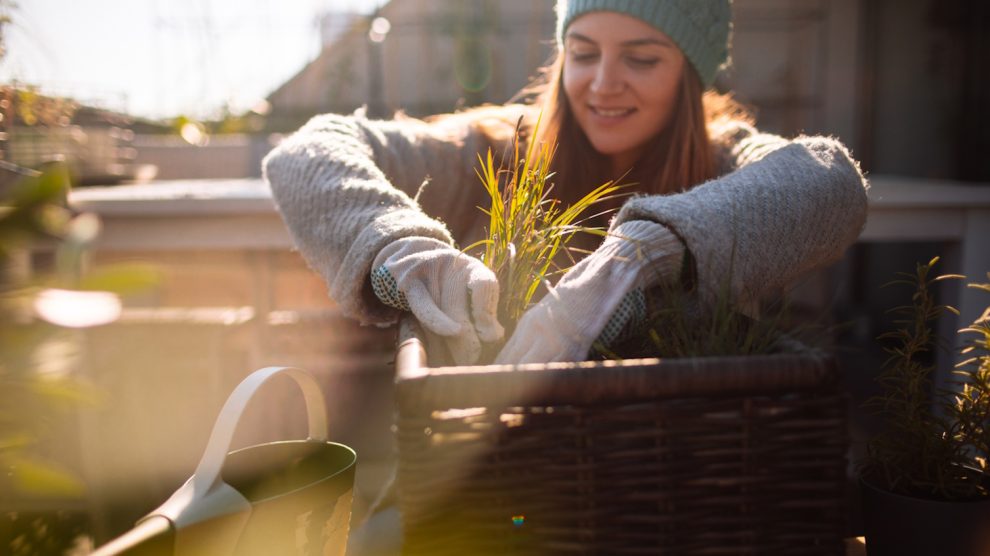 télen a növényeit ápolja és metszi a kertben egy nő
