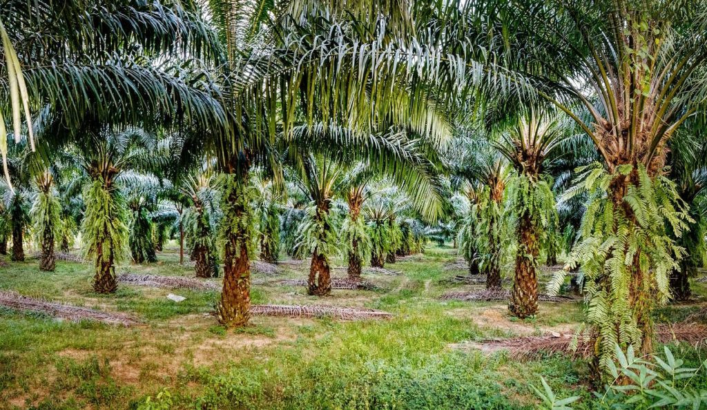 pálmafák a thaiföldi nemzeti parkban