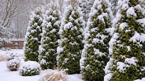 téli kert tujákkal