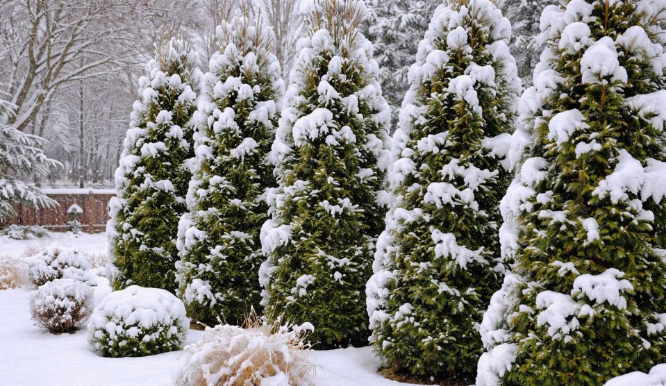 téli kert tujákkal