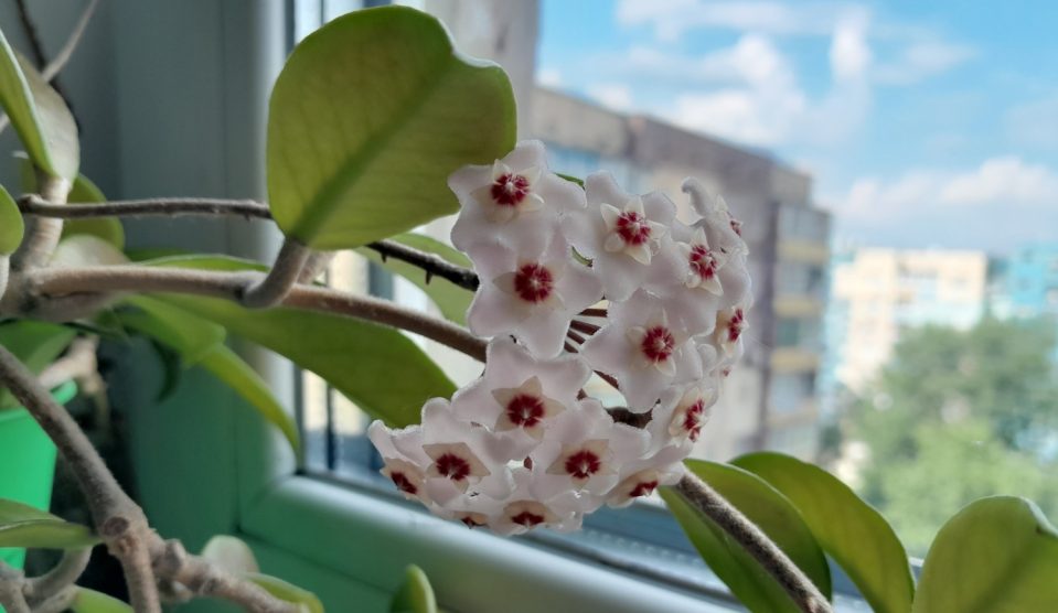 viaszvirág az ablakban