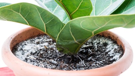 fehér bevonat a virágcserépben a virágföldön