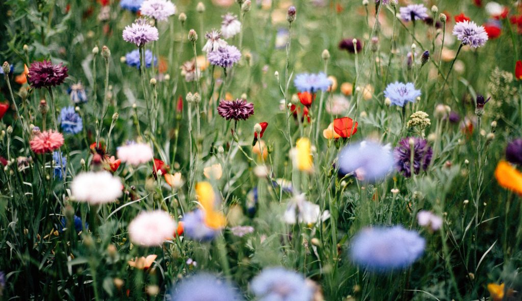 tavaszi virágoskert sook színes virággal