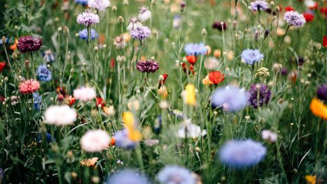 tavaszi virágoskert sook színes virággal