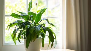 hova tegyük a vitorlavirágot a feng sui szerint