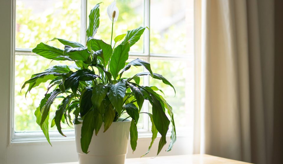 hova tegyük a vitorlavirágot a feng sui szerint